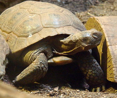 [Tortoise with its head turned to one side with its eyelid shut.]